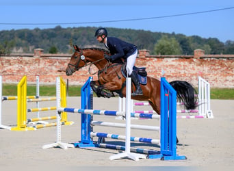 Mezzosangue Polacco, Giumenta, 4 Anni, 163 cm, Baio