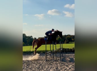 Mezzosangue Polacco, Giumenta, 4 Anni, 165 cm, Sauro