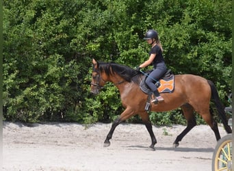 Mezzosangue Polacco, Giumenta, 4 Anni, 166 cm, Baio