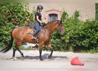 Mezzosangue Polacco, Giumenta, 4 Anni, 166 cm, Baio