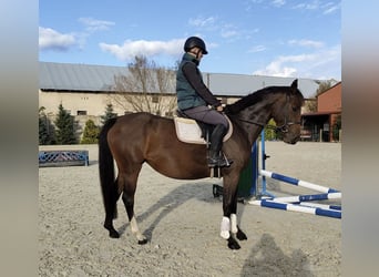 Mezzosangue Polacco, Giumenta, 4 Anni, 166 cm, Baio