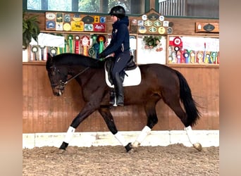 Mezzosangue Polacco, Giumenta, 4 Anni, 167 cm, Baio ciliegia