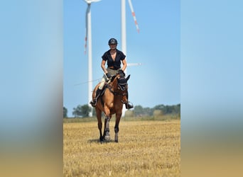 Mezzosangue Polacco, Giumenta, 4 Anni, 167 cm, Falbo