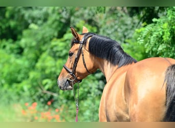 Mezzosangue Polacco, Giumenta, 4 Anni, 167 cm, Falbo