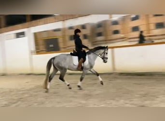 Mezzosangue Polacco, Giumenta, 5 Anni, 162 cm, Grigio