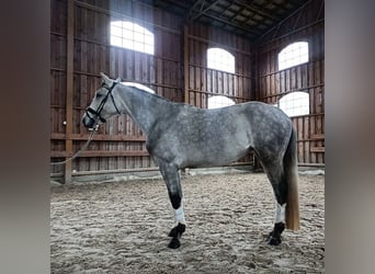 Mezzosangue Polacco, Giumenta, 5 Anni, 162 cm, Grigio