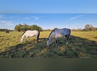 Mezzosangue Polacco, Giumenta, 5 Anni, 163 cm, Grigio pezzato