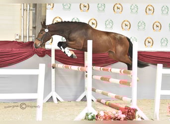 Mezzosangue Polacco, Giumenta, 5 Anni, 167 cm, Baio