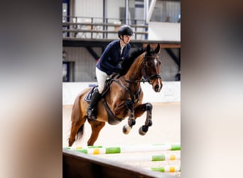 Mezzosangue Polacco, Giumenta, 5 Anni, 167 cm, Baio
