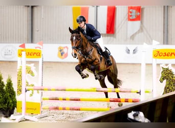Mezzosangue Polacco, Giumenta, 5 Anni, 167 cm, Baio
