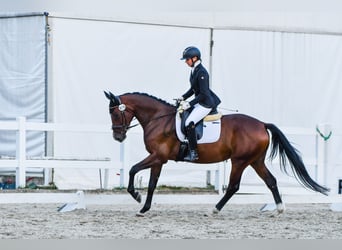 Mezzosangue Polacco, Giumenta, 5 Anni, 167 cm, Baio