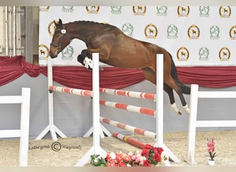 Mezzosangue Polacco, Giumenta, 5 Anni, 167 cm, Baio