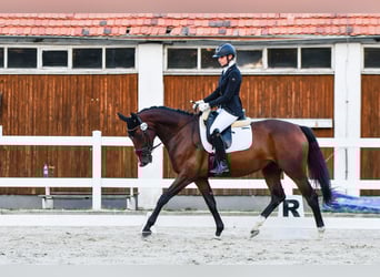 Mezzosangue Polacco, Giumenta, 5 Anni, 167 cm, Baio