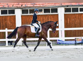 Mezzosangue Polacco, Giumenta, 5 Anni, 167 cm, Baio