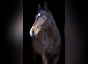 Mezzosangue Polacco, Giumenta, 5 Anni, 167 cm, Baio