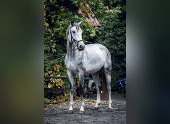 Mezzosangue Polacco, Giumenta, 5 Anni, 170 cm, Grigio