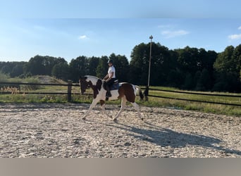 Mezzosangue Polacco, Giumenta, 5 Anni, 172 cm, Pezzato