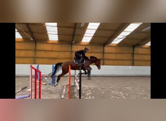 Mezzosangue Polacco, Giumenta, 6 Anni, 162 cm, Baio ciliegia