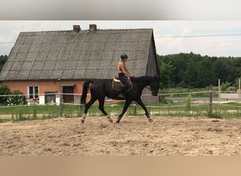 Mezzosangue Polacco, Giumenta, 6 Anni, 164 cm, Morello