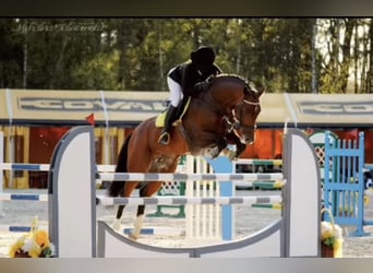 Mezzosangue Polacco, Giumenta, 6 Anni, 167 cm, Baio nero