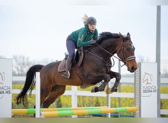 Mezzosangue Polacco, Giumenta, 6 Anni, 167 cm, Baio nero