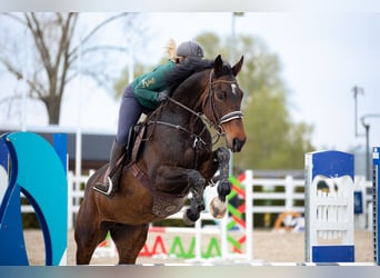 Mezzosangue Polacco, Giumenta, 6 Anni, 167 cm, Baio nero