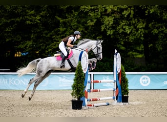 Mezzosangue Polacco, Giumenta, 6 Anni, 168 cm, Grigio