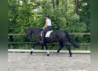 Mezzosangue Polacco, Giumenta, 6 Anni, 168 cm, Morello