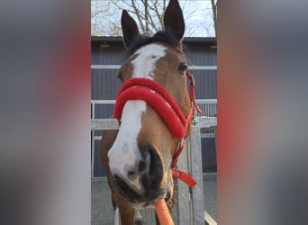 Mezzosangue Polacco, Giumenta, 6 Anni, Baio ciliegia