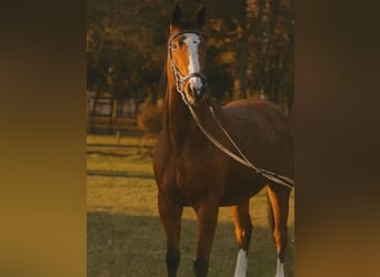 Mezzosangue Polacco, Giumenta, 6 Anni, Baio ciliegia