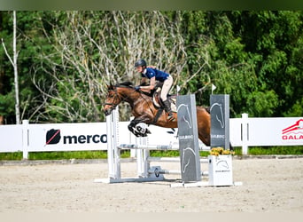 Mezzosangue Polacco, Giumenta, 7 Anni, 152 cm, Baio