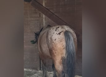 Mezzosangue Polacco Mix, Giumenta, 7 Anni, 159 cm, Baio roano