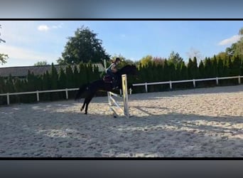 Mezzosangue Polacco, Giumenta, 7 Anni, 165 cm, Baio