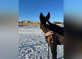 Mezzosangue Polacco, Giumenta, 7 Anni, 165 cm, Baio