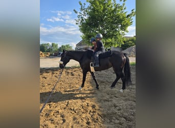 Mezzosangue Polacco, Giumenta, 7 Anni, 165 cm, Baio