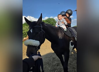 Mezzosangue Polacco, Giumenta, 7 Anni, 165 cm, Baio