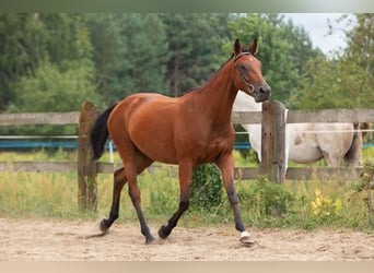 Mezzosangue Polacco, Giumenta, 7 Anni, 166 cm, Baio ciliegia