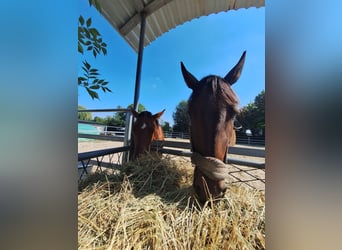 Mezzosangue Polacco, Giumenta, 7 Anni, 170 cm, Baio