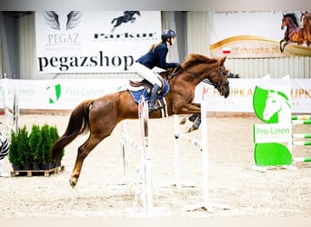 Mezzosangue Polacco, Giumenta, 7 Anni, Sauro