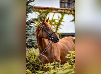 Mezzosangue Polacco, Giumenta, 7 Anni, Sauro