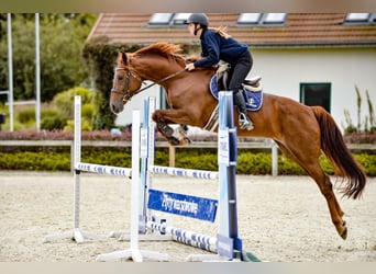 Mezzosangue Polacco, Giumenta, 7 Anni, Sauro