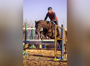 Mezzosangue Polacco, Giumenta, 8 Anni, 162 cm, Morello