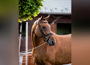 Mezzosangue Polacco, Giumenta, 8 Anni, 167 cm, Baio ciliegia