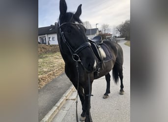 Mezzosangue Polacco, Giumenta, 8 Anni, 172 cm, Morello