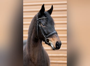 Mezzosangue Polacco, Giumenta, 8 Anni, Baio scuro