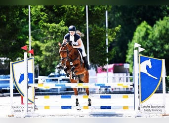 Mezzosangue Polacco, Giumenta, 9 Anni, 155 cm, Baio ciliegia