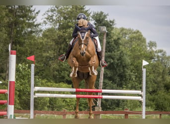 Mezzosangue Polacco, Giumenta, 9 Anni, 168 cm, Sauro