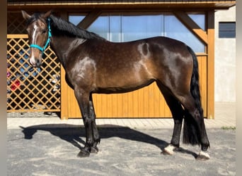 Mezzosangue Polacco, Giumenta, 9 Anni, 170 cm, Baio scuro