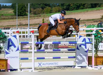 Mezzosangue Polacco, Giumenta, 9 Anni, 172 cm