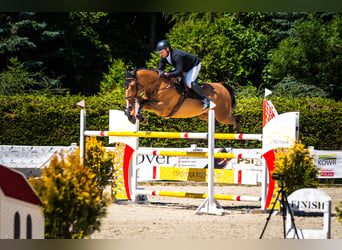 Mezzosangue Polacco, Giumenta, 9 Anni, 172 cm